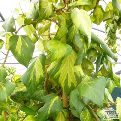 Hedera Sulphur Heart